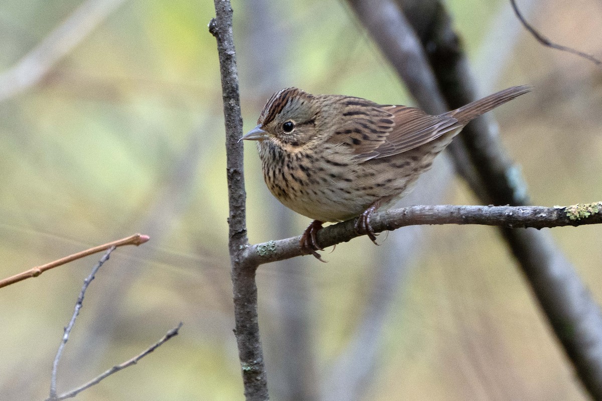 Lincoln's Sparrow - ML643541708