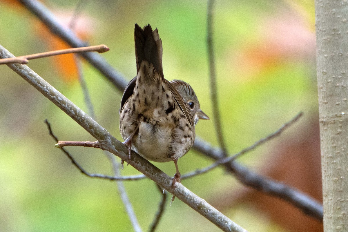 Lincoln's Sparrow - ML643541709