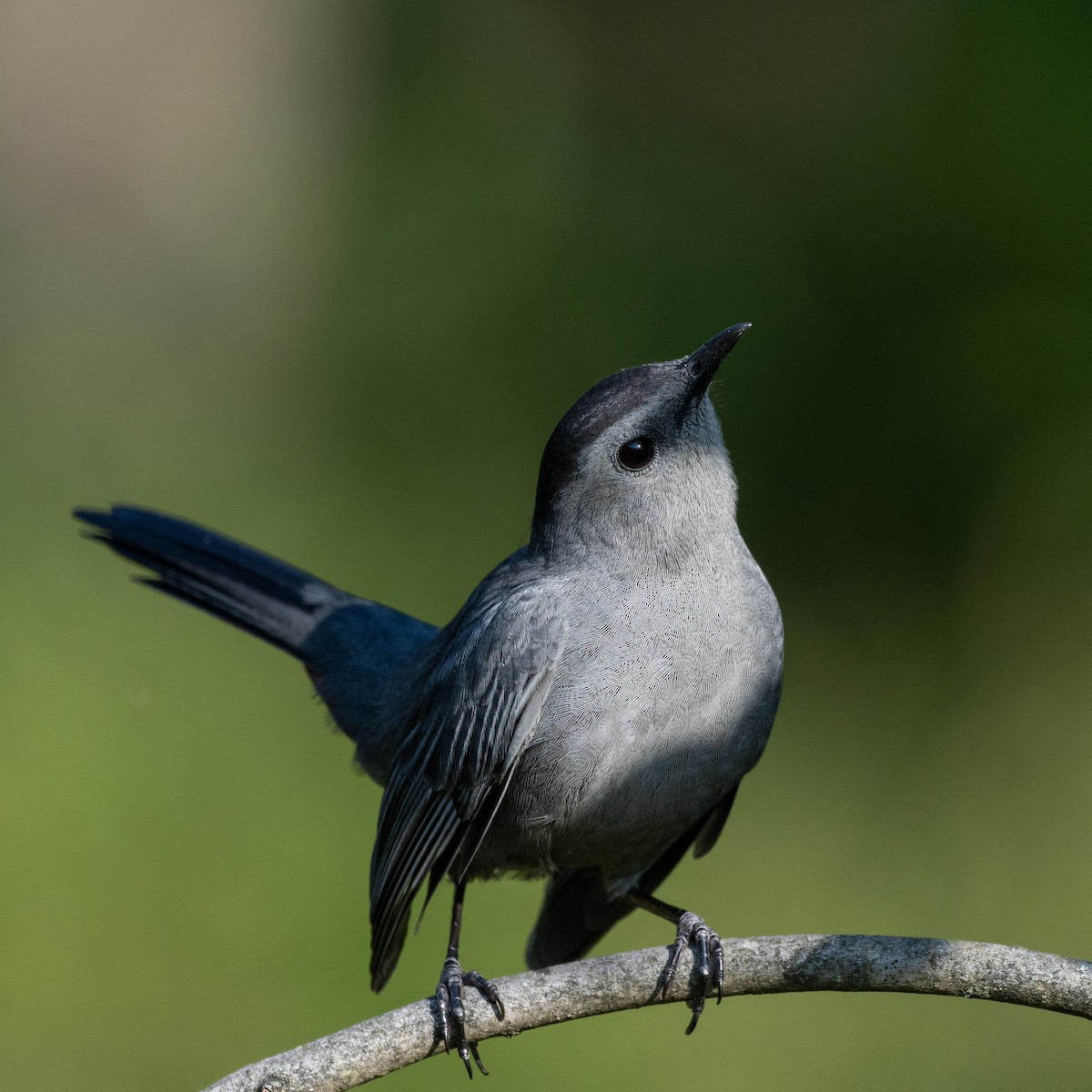 Gray Catbird - ML643541716