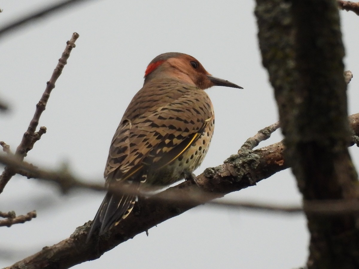 Northern Flicker - ML643541720