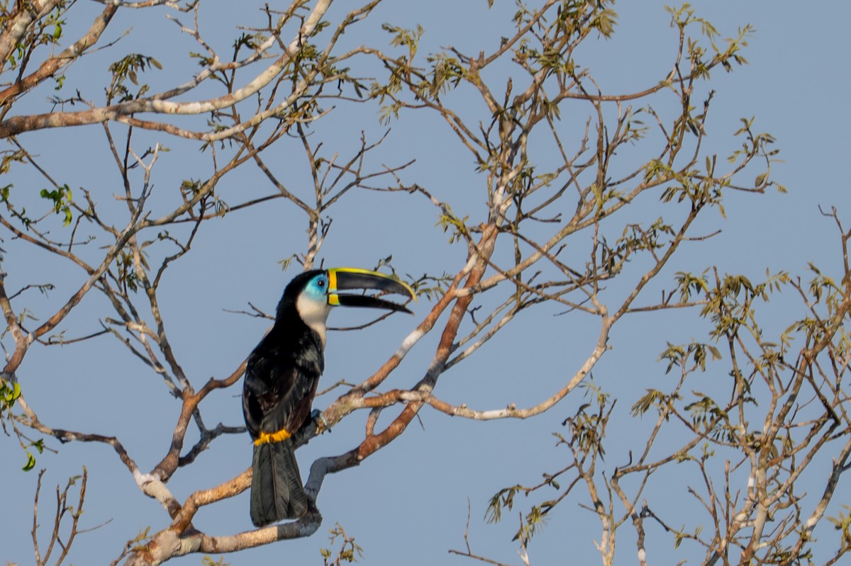 White-throated Toucan - ML643541722