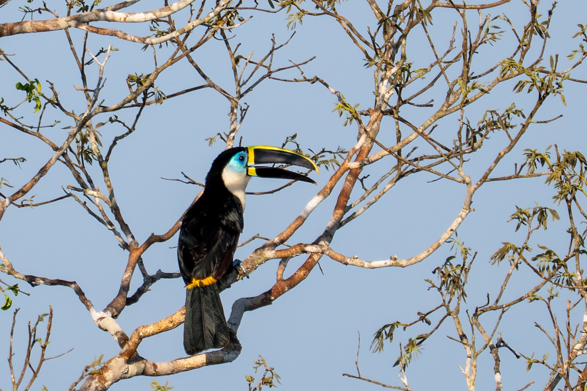 White-throated Toucan - ML643541723