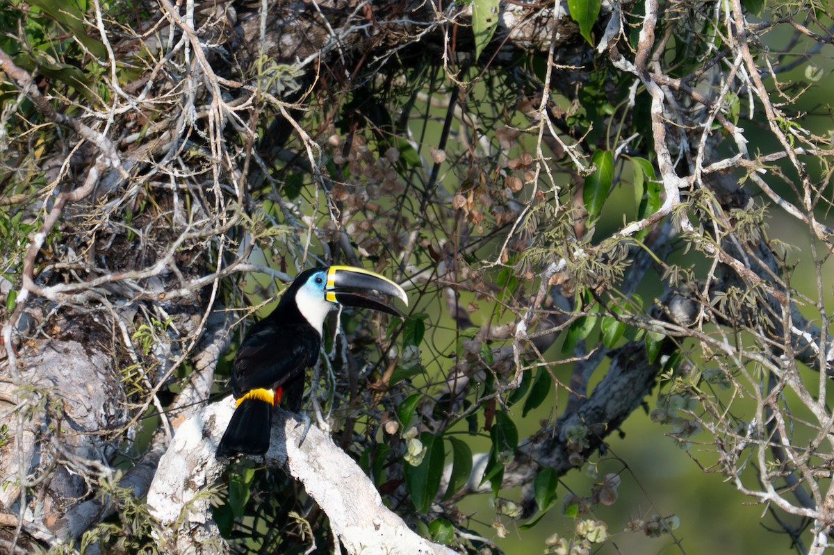 White-throated Toucan - ML643541724