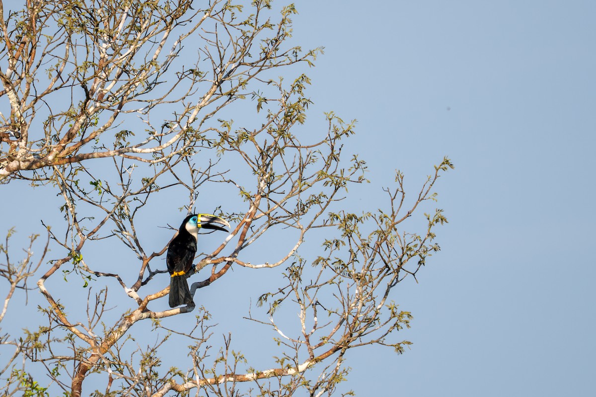 White-throated Toucan - ML643541726