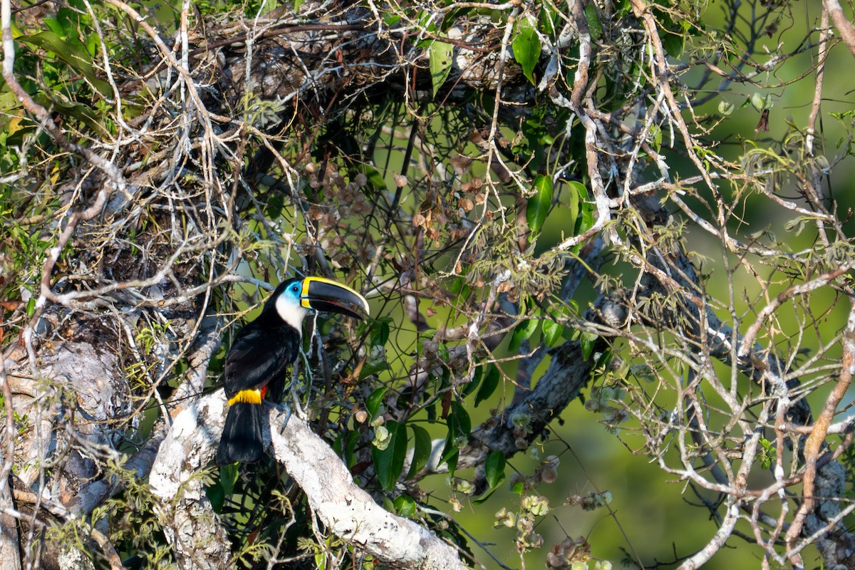 White-throated Toucan - ML643541727