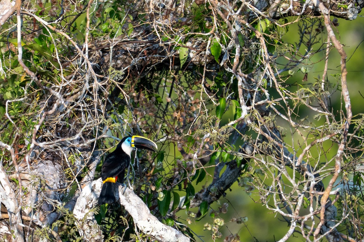 White-throated Toucan - ML643541728