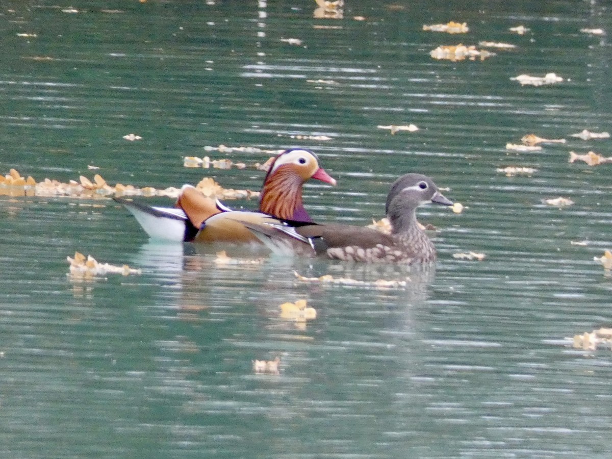Mandarin Duck - ML643541737