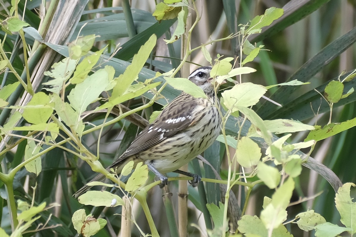 ムネアカイカル - ML643541738