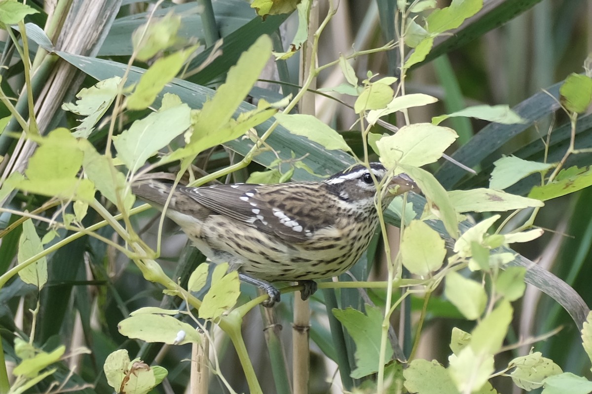 ムネアカイカル - ML643541739