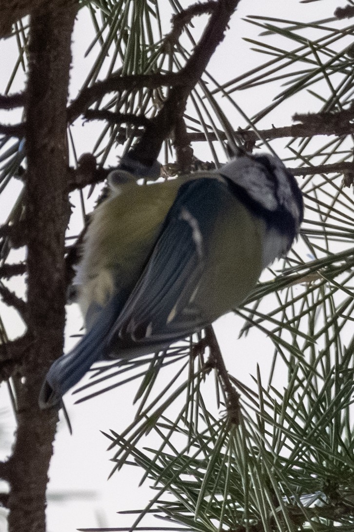 Eurasian Blue Tit - ML643541747