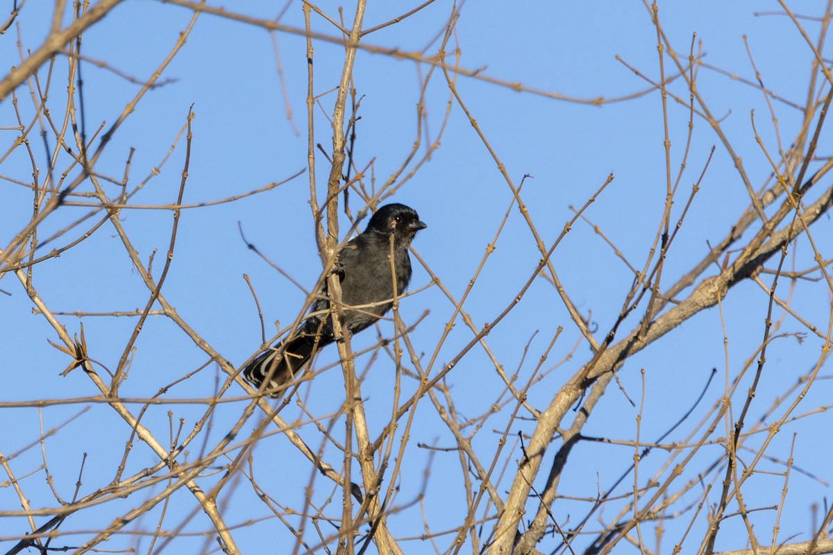 Southern Black-Tit - ML643541759