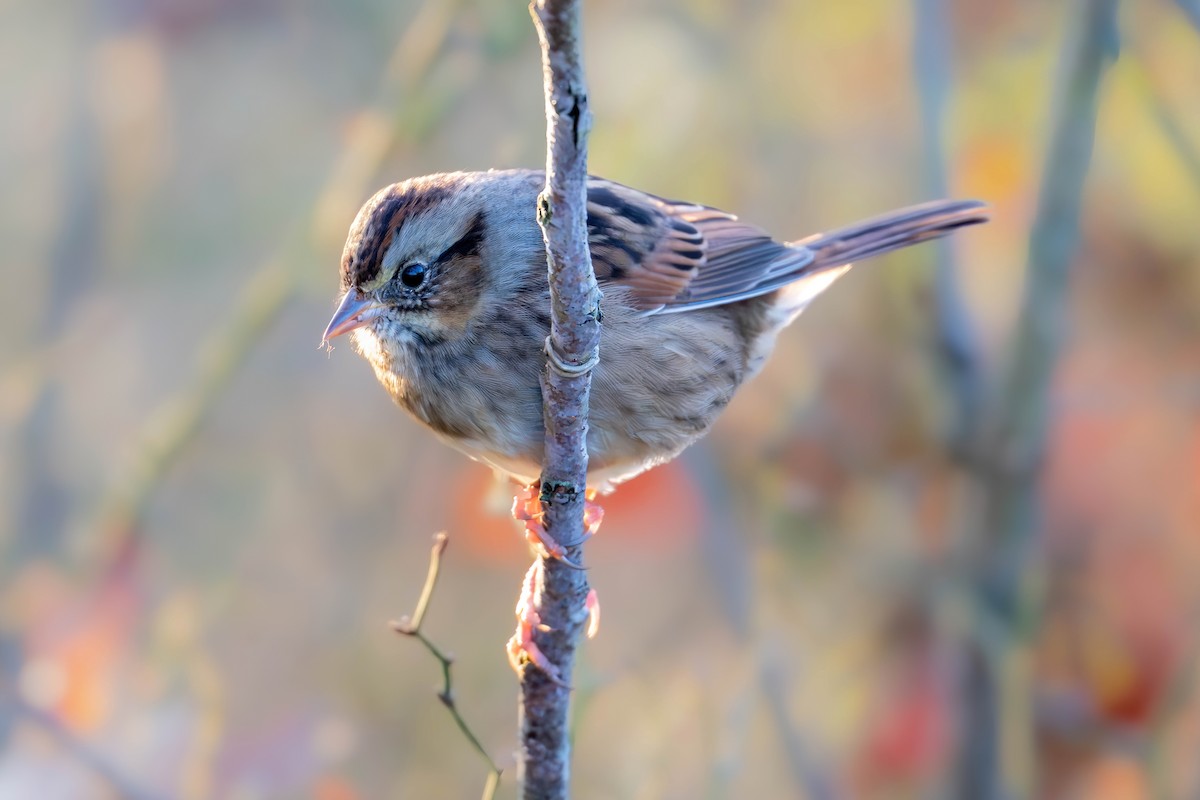 Swamp Sparrow - ML643541782