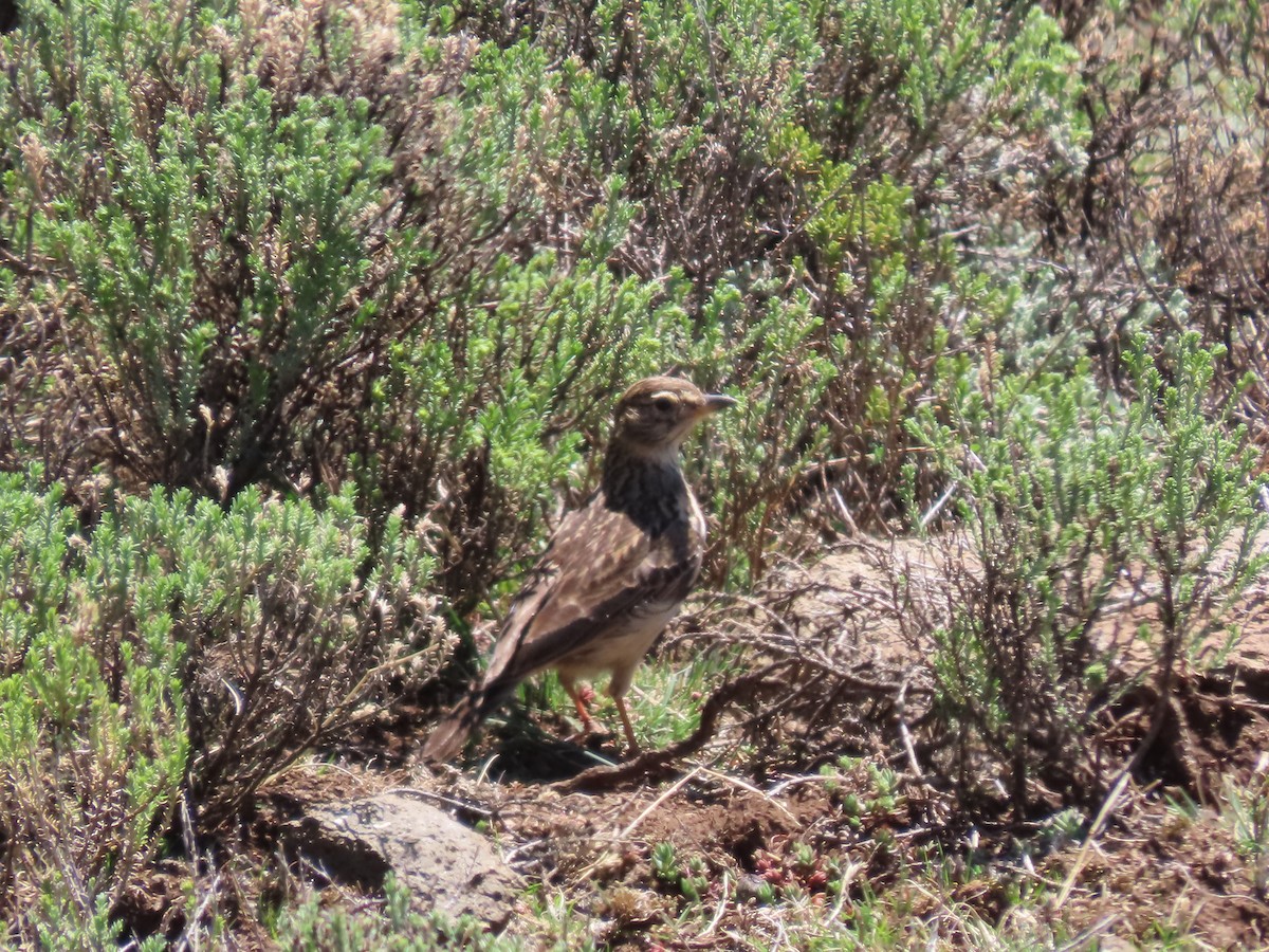 Large-billed Lark - ML643541785