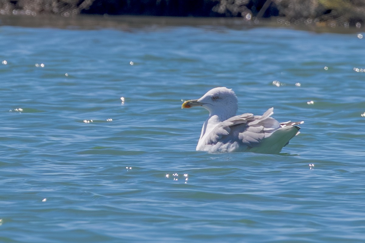 Yellow-legged Gull - ML643541786