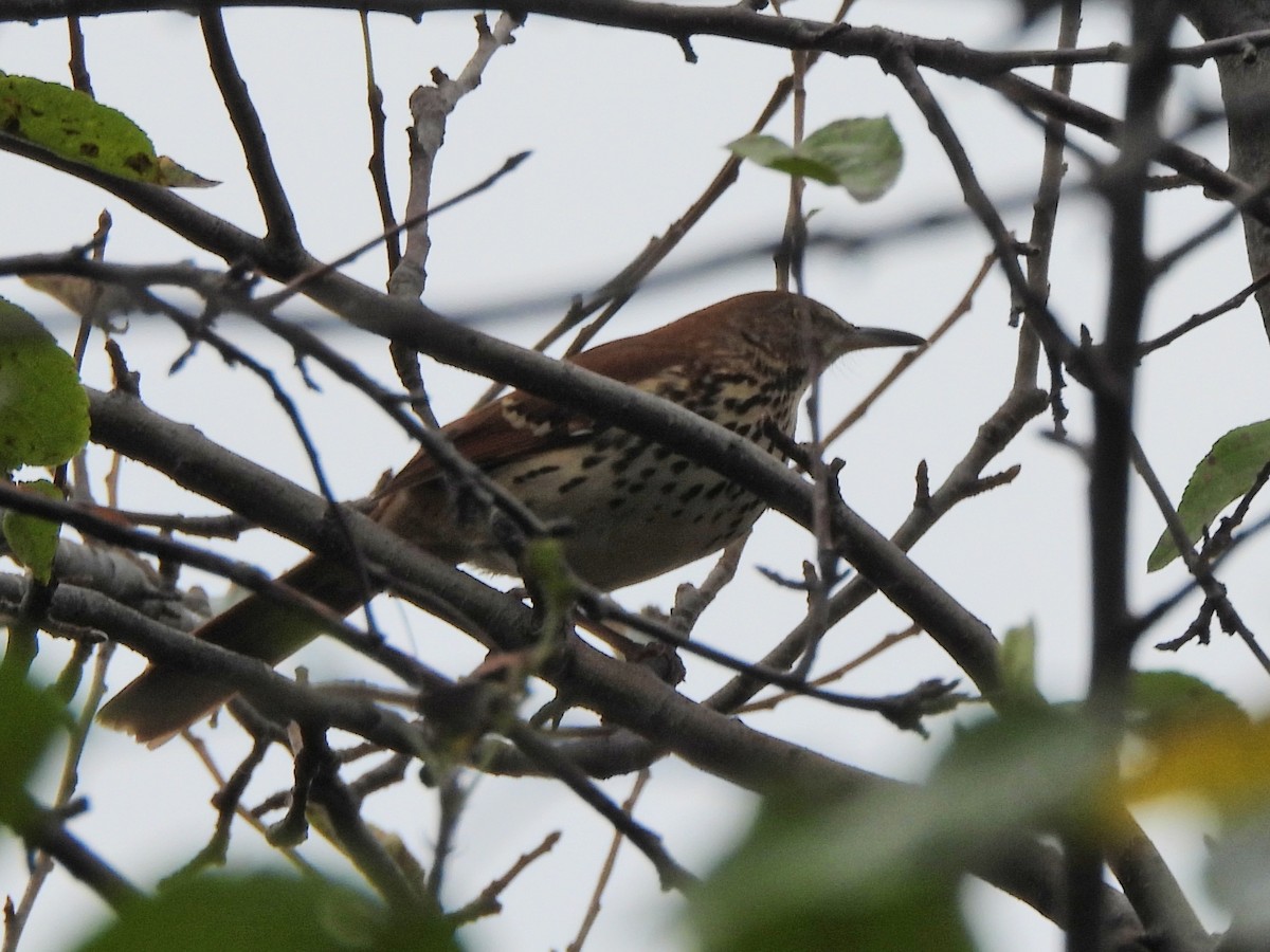 Brown Thrasher - ML643541787