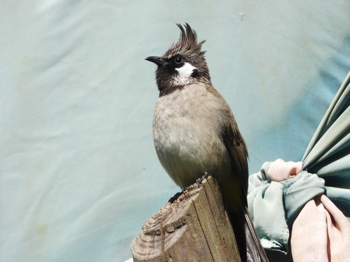 Himalayan Bulbul - ML643541794
