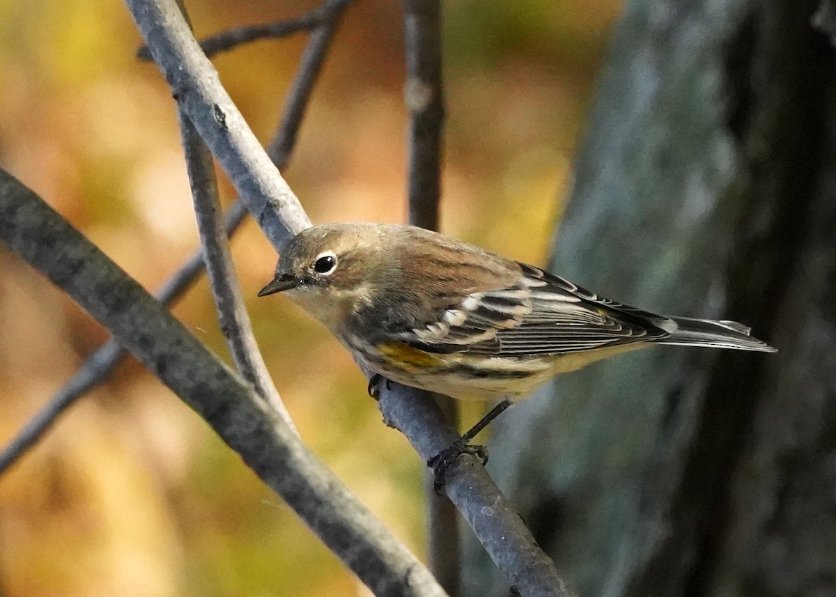 Yellow-rumped Warbler - ML643541811
