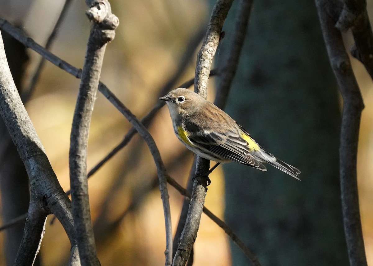 Yellow-rumped Warbler - ML643541812
