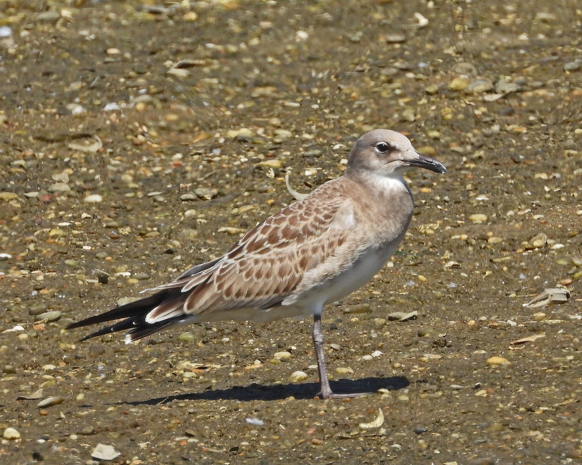 Antxeta mokogorri amerikarra - ML643541828