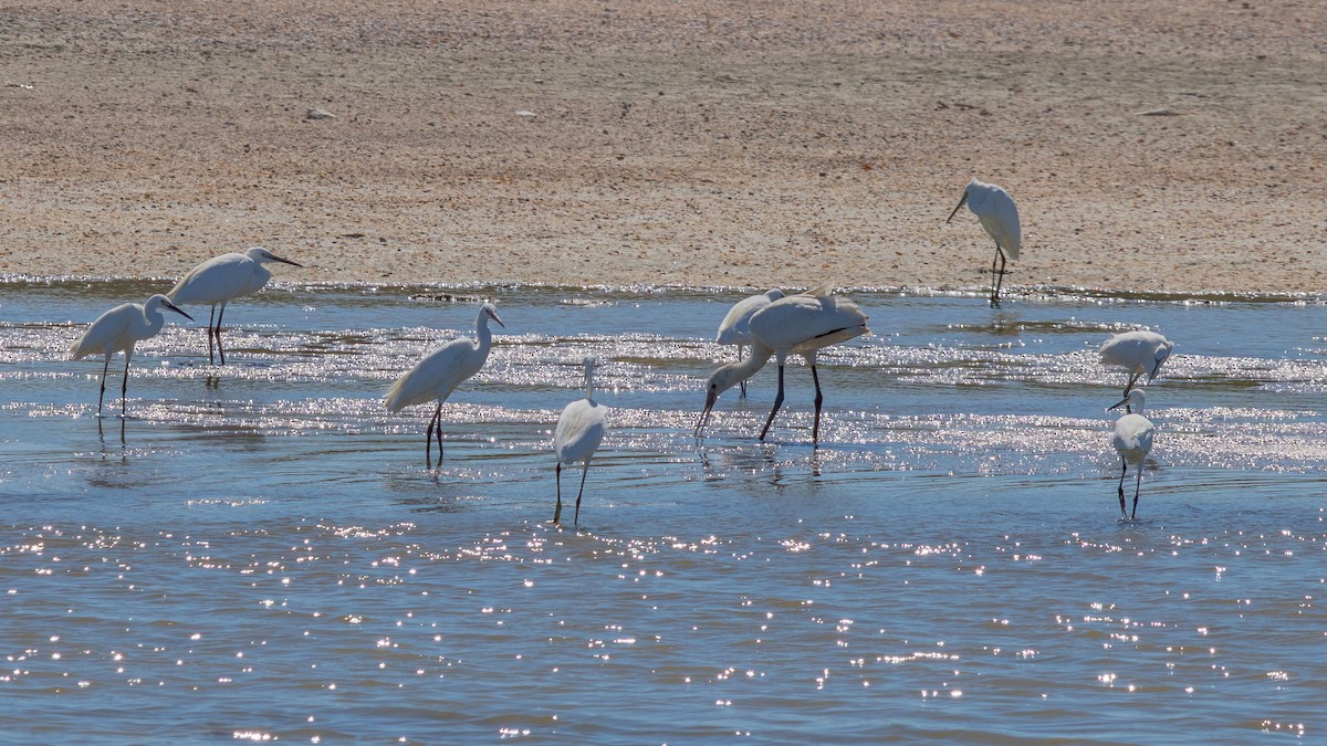 Eurasian Spoonbill - ML643541831