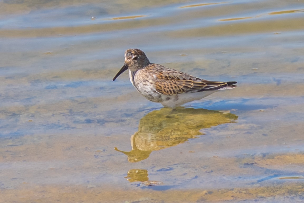 Dunlin - ML643541833