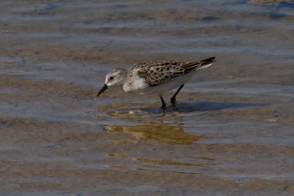 Little Stint - ML643541835