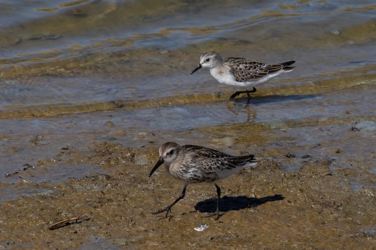 Little Stint - ML643541844
