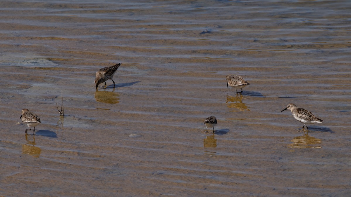 Dunlin - ML643541850