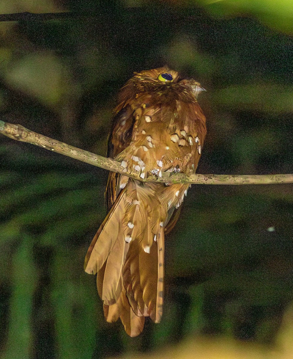 サビイロタチヨタカ - ML643541851