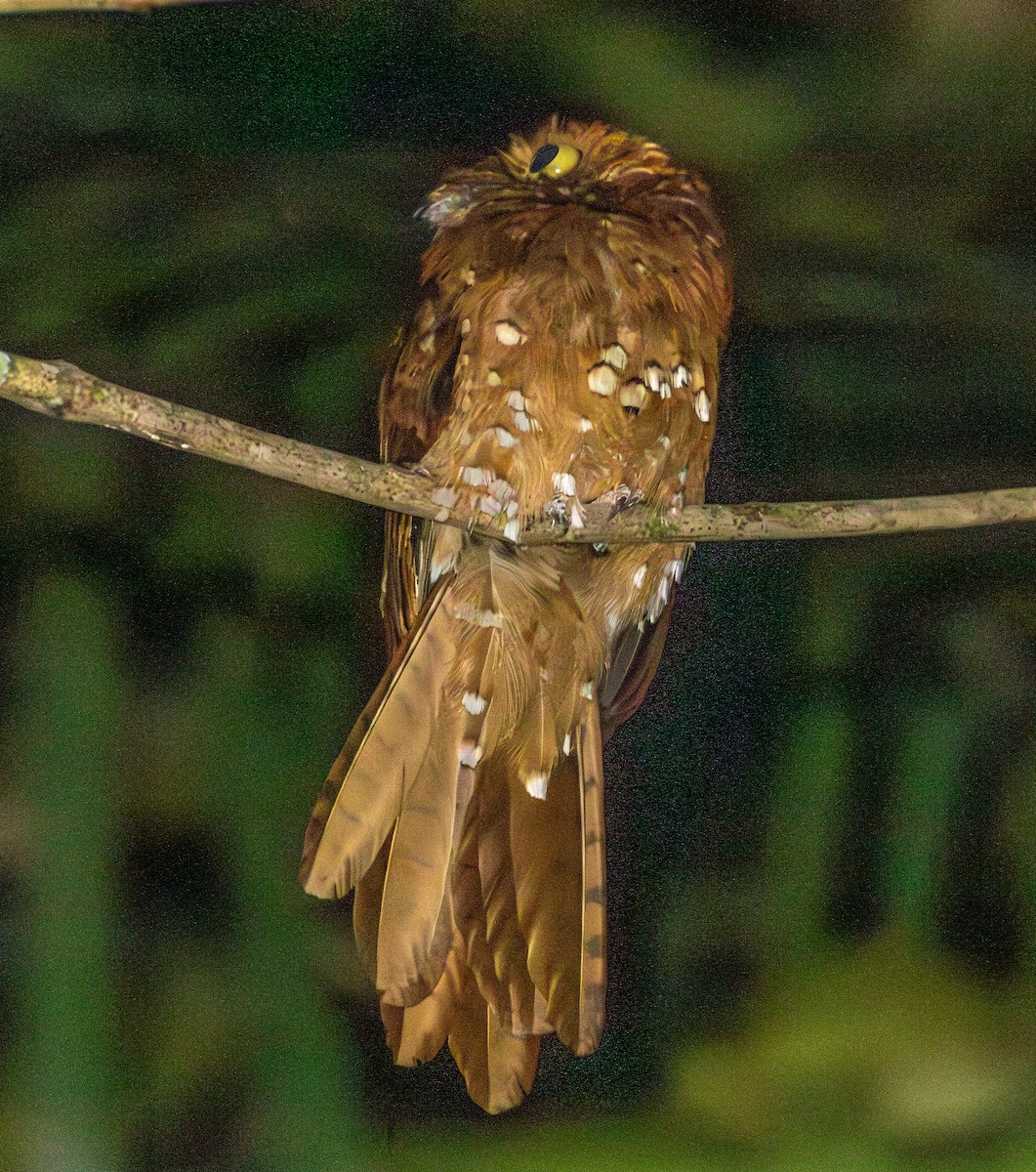 サビイロタチヨタカ - ML643541853