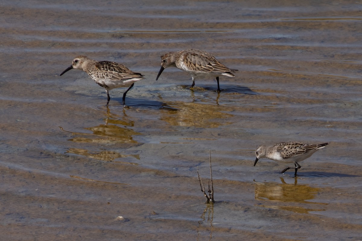 Dunlin - ML643541854