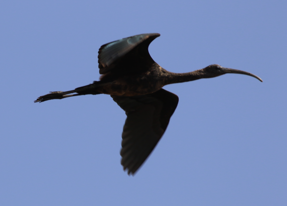 Glossy Ibis - ML643541855