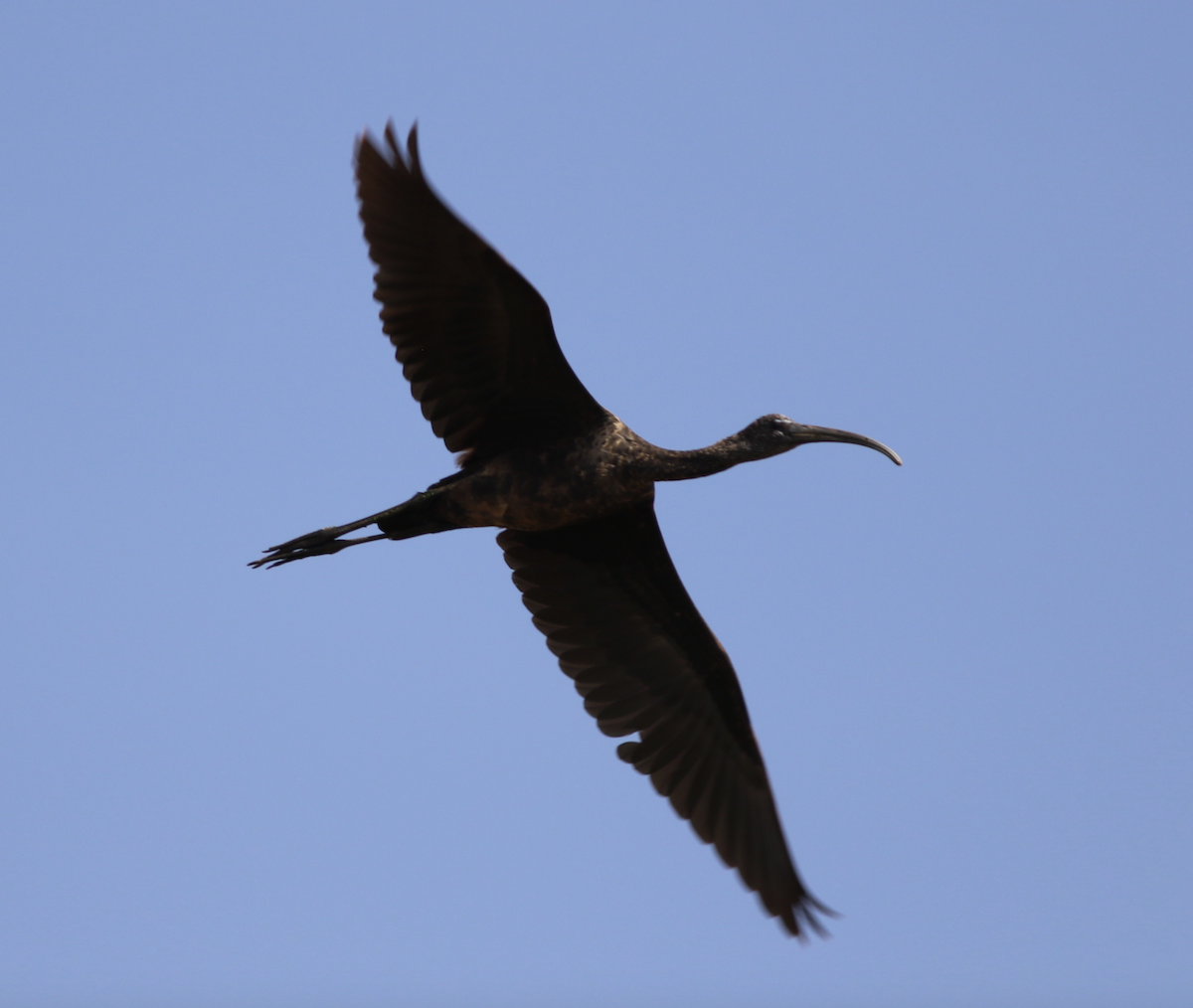 Glossy Ibis - ML643541863