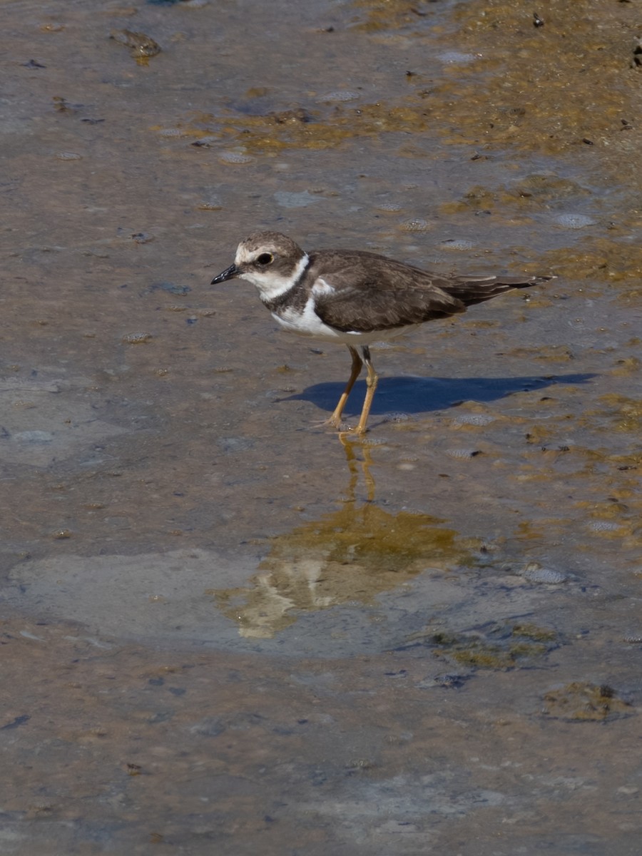 Little Ringed Plover - ML643541866