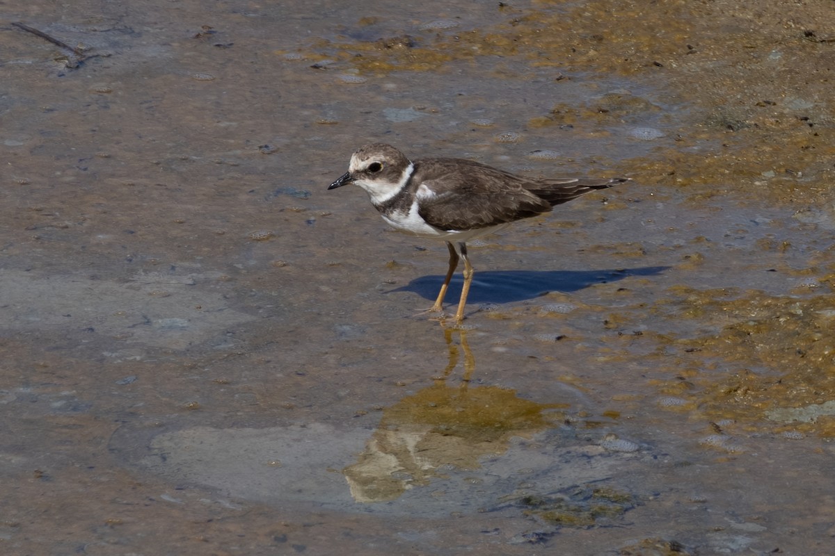 Little Ringed Plover - ML643541867