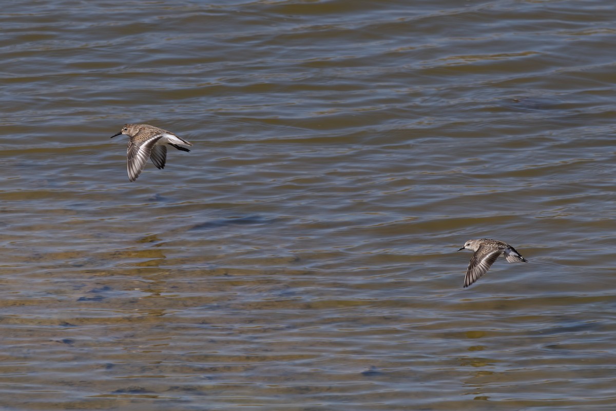Little Stint - ML643541874