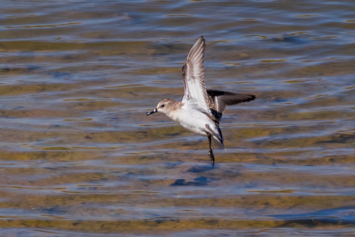 Little Stint - ML643541875