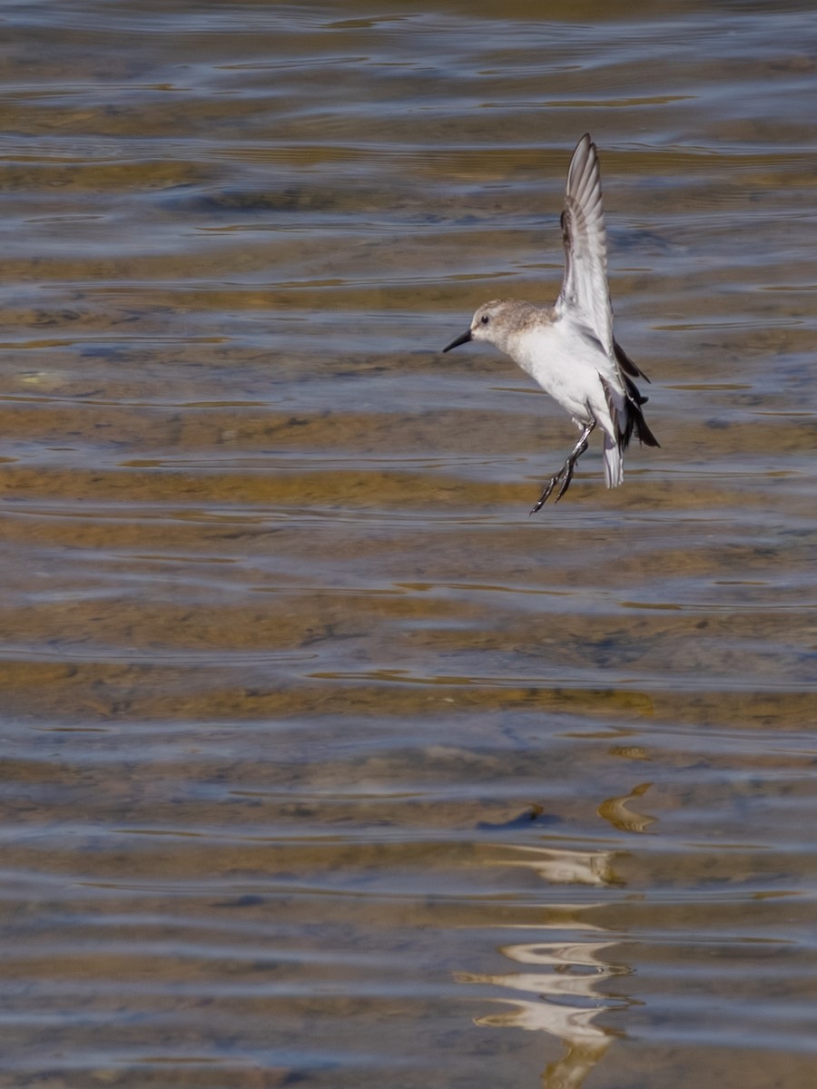 Little Stint - ML643541878