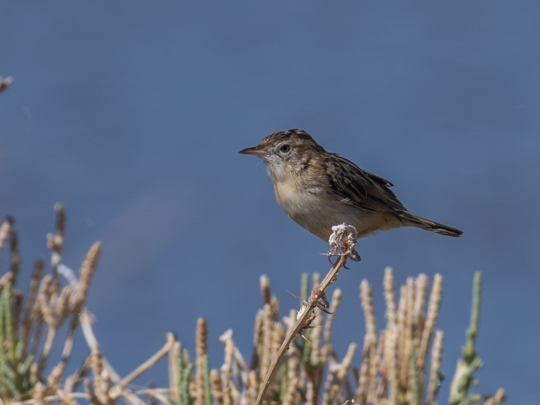Zitting Cisticola - ML643541882
