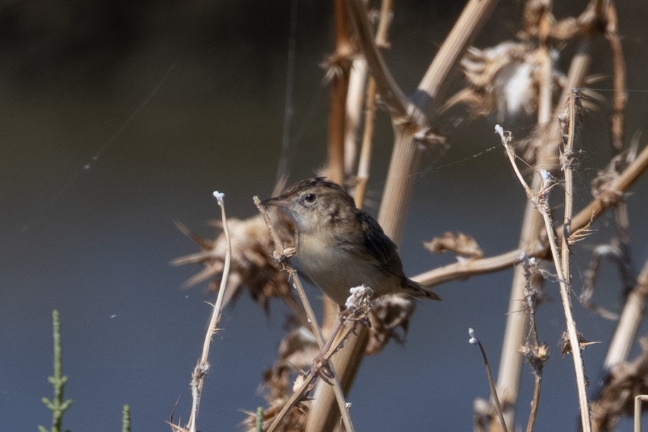Zitting Cisticola - ML643541883