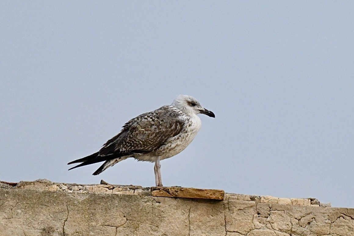Yellow-legged Gull - ML643541889