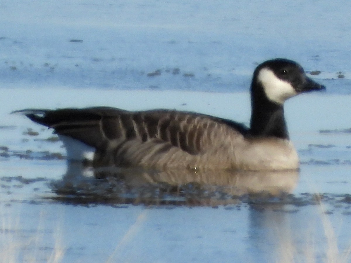 Branta kanadar txikia - ML643541890