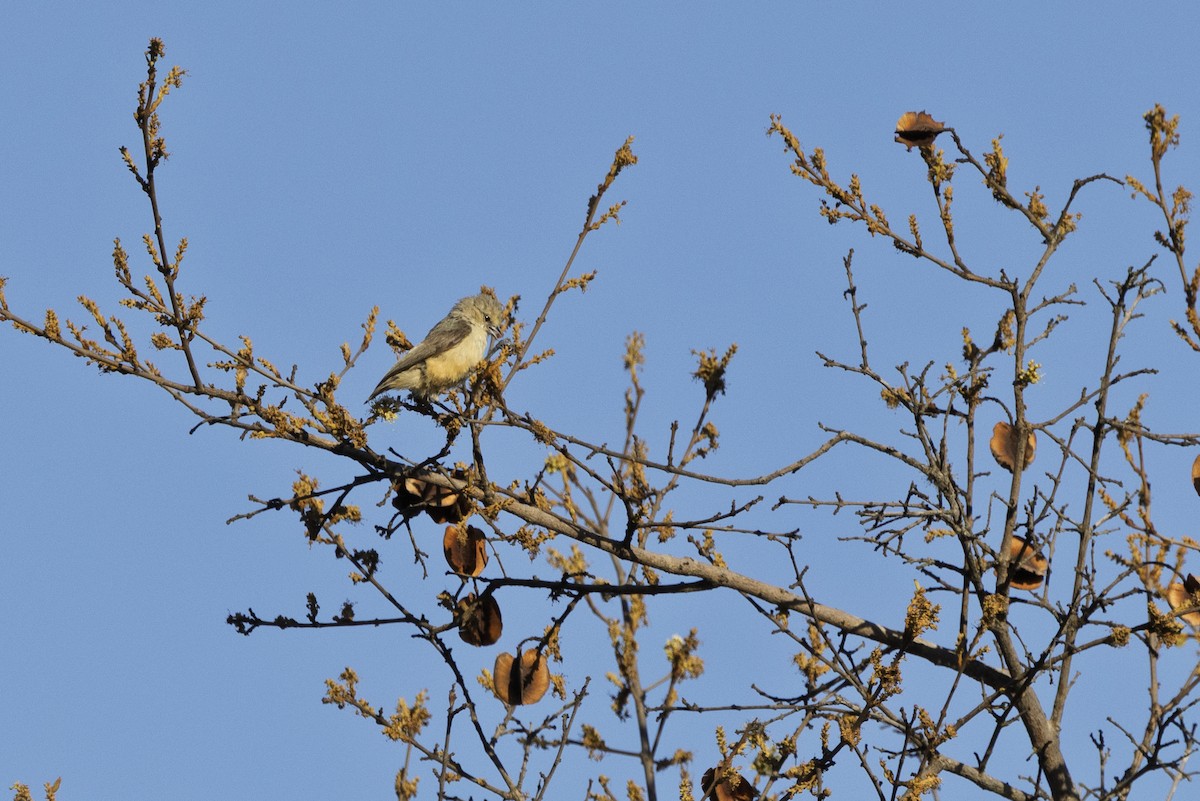 African Penduline-Tit - ML643541894