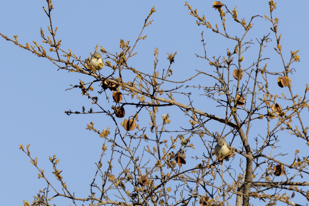 African Penduline-Tit - ML643541895