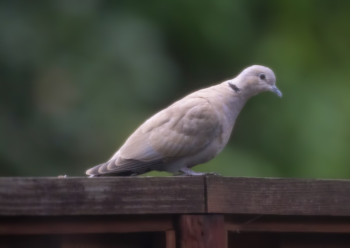 Eurasian Collared-Dove - ML643541900
