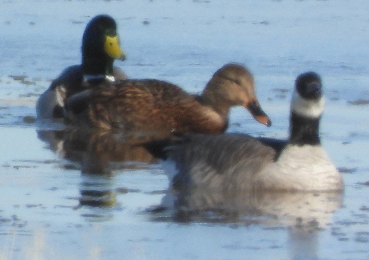 Branta kanadar txikia - ML643541901