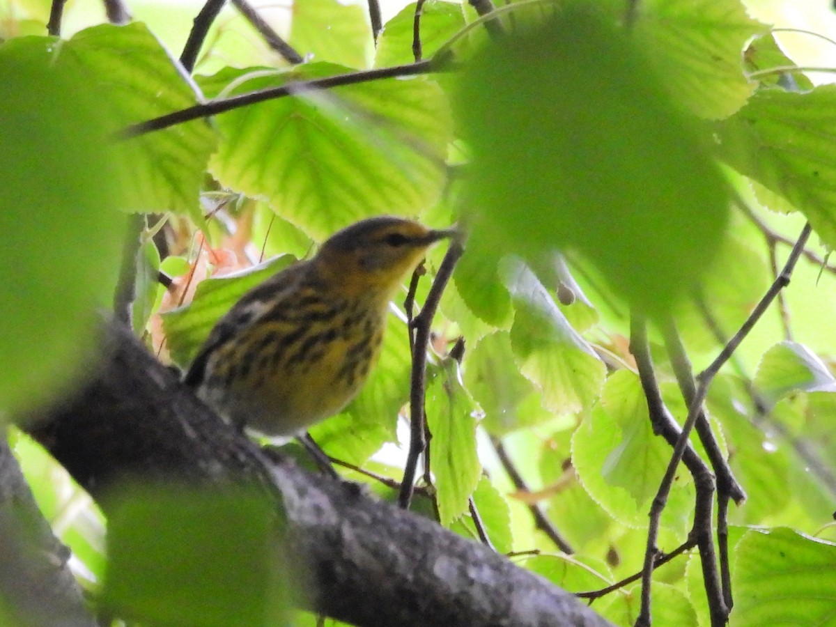 Cape May Warbler - ML643541902