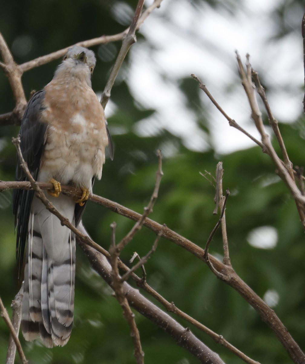 Common Hawk-Cuckoo - ML643541903