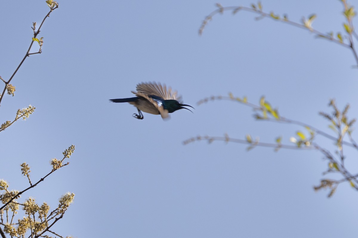 White-bellied Sunbird - ML643541905