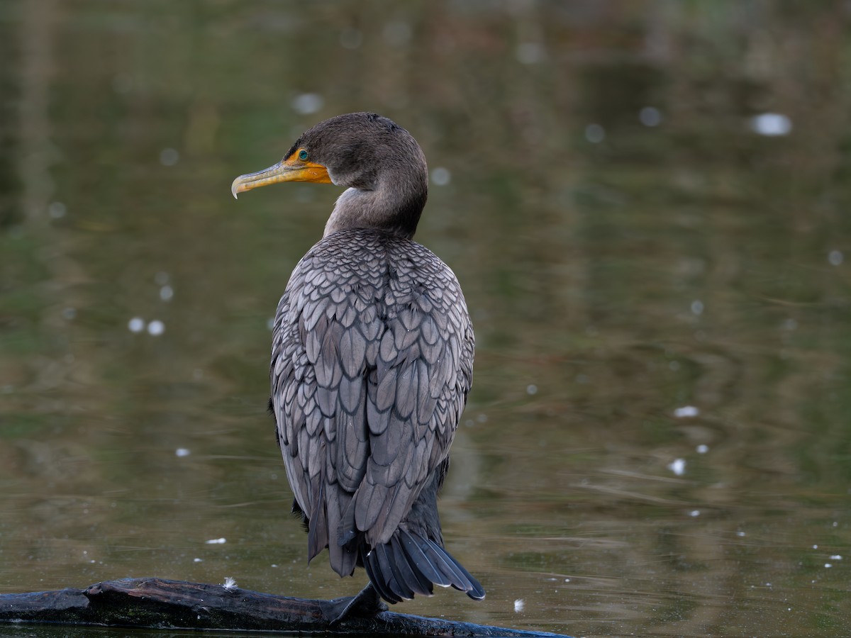 Double-crested Cormorant - ML643541906